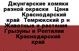Джунгарские хомяки разной окраски › Цена ­ 130 - Краснодарский край, Темрюкский р-н Животные и растения » Грызуны и Рептилии   . Краснодарский край